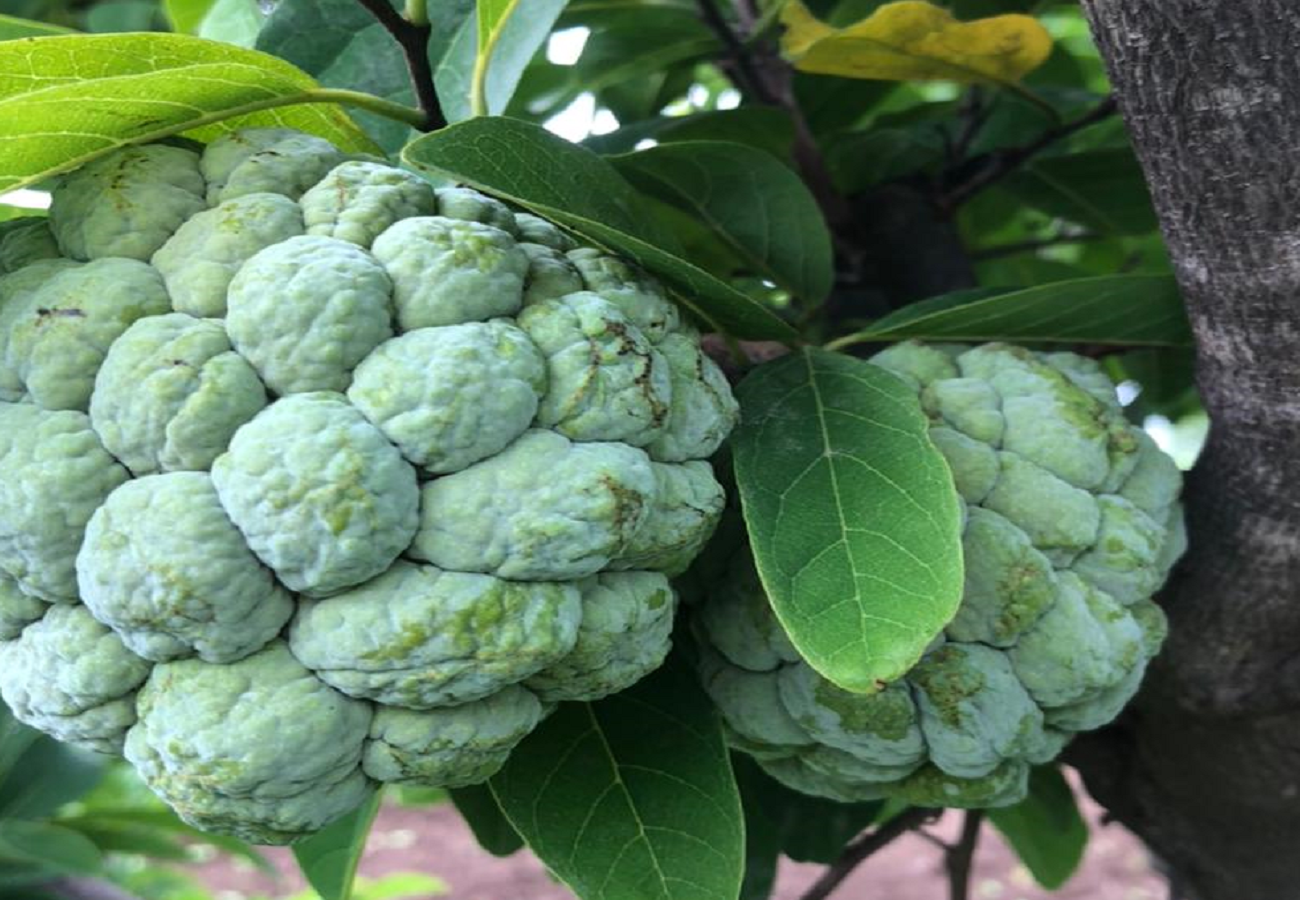 Fresh Custard Apple (Sitafal)