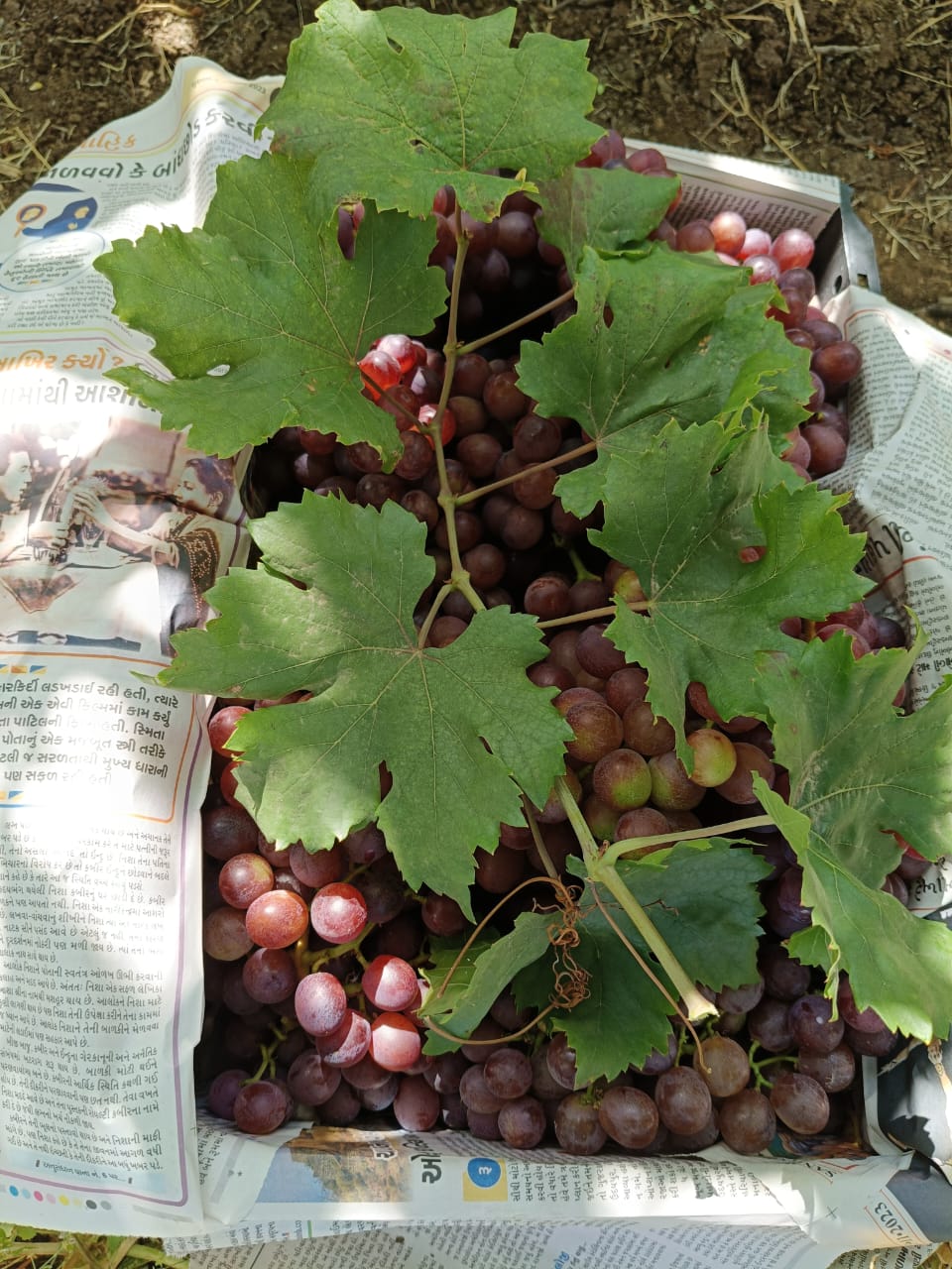 Red flame grapes (2 kg box)