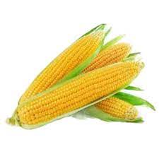 Sweet Corn /  Kanis